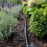 Tropfschlauch einer Tropfbewässerung verläuft durch ein gepflegtes Beet mit Lavendel, Buchs und Hortensien