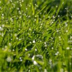 Wassertropfen glitzern auf frischen Grashalmen im Morgenlicht